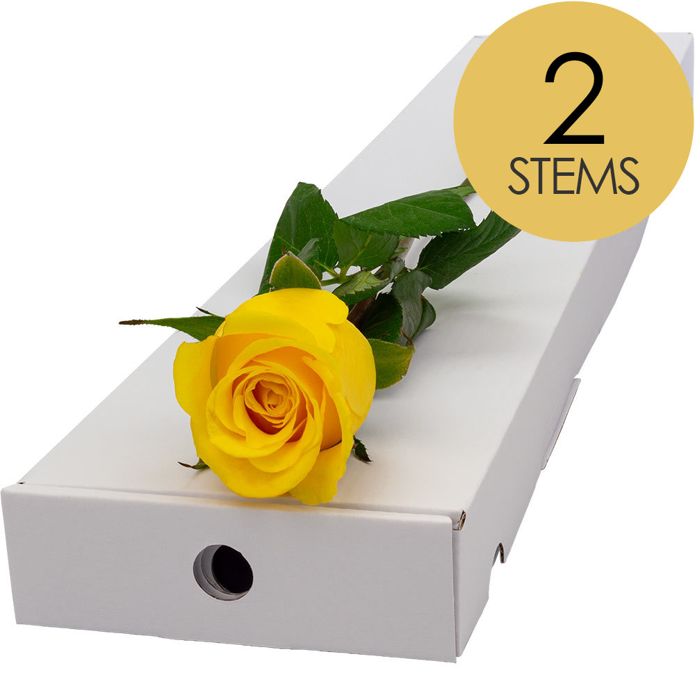 2 Letterbox Yellow Roses