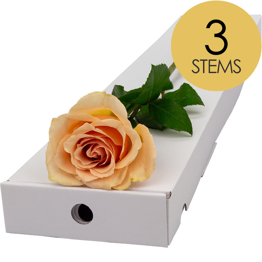 3 Letterbox Peach Roses