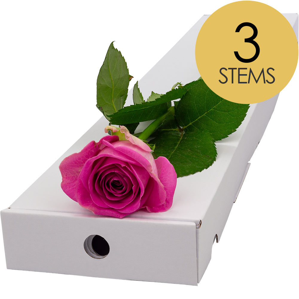 3 Letterbox Pink Roses