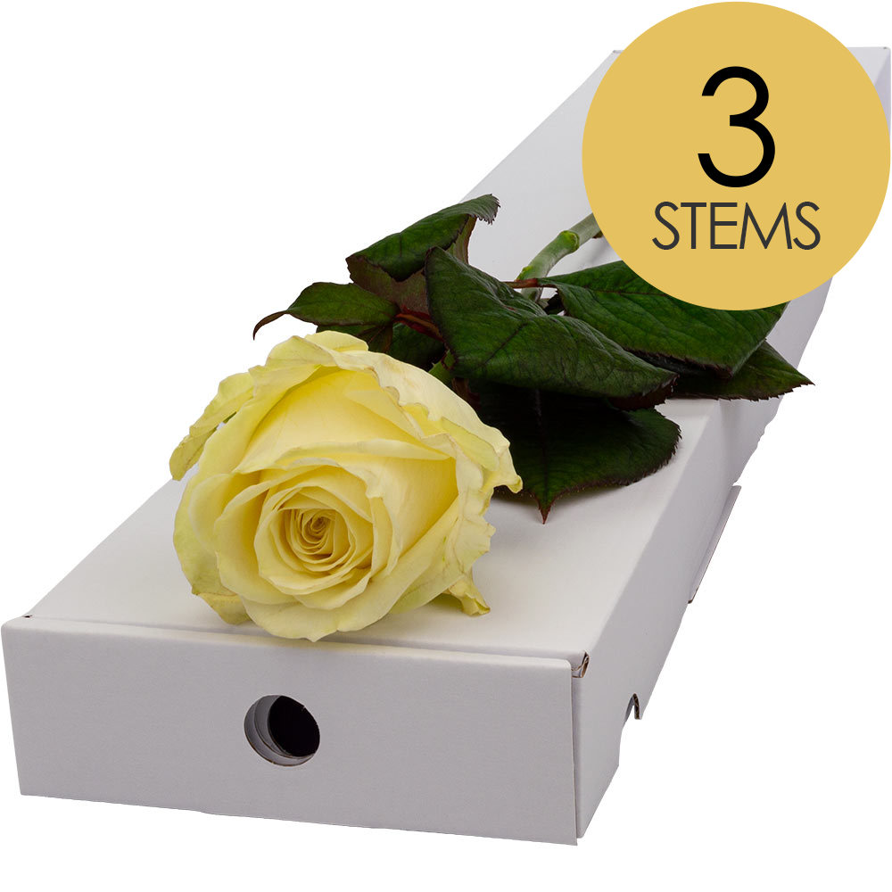 3 Letterbox White Roses