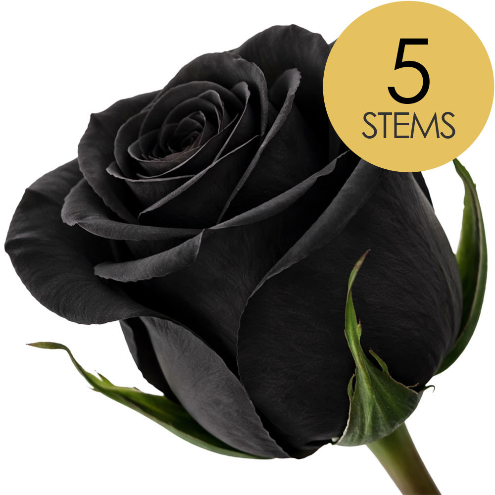 Black Roses - Bold and Distinctive Rose Choice | Interrose