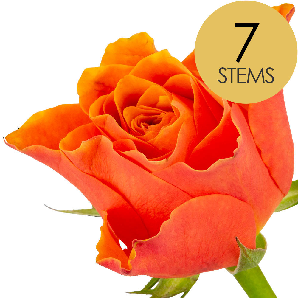 7 Orange Roses