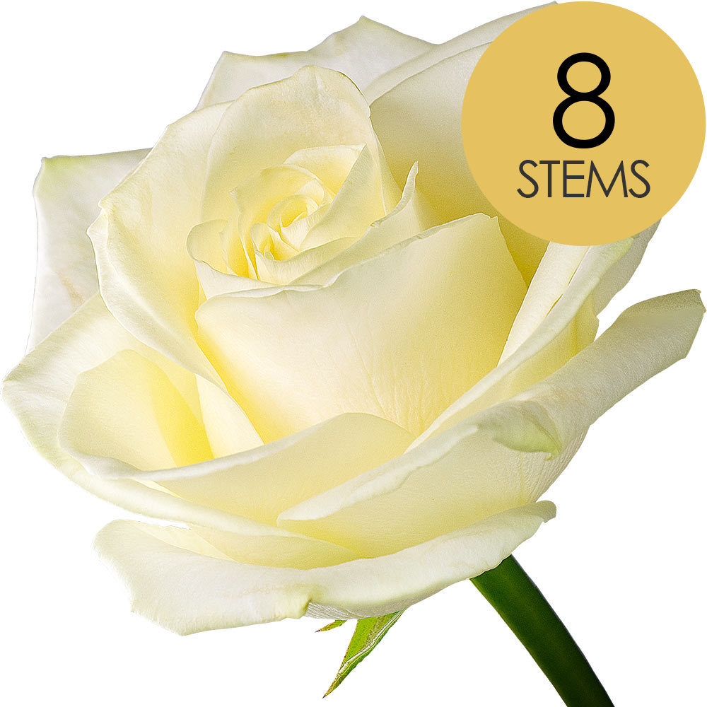 8 White Roses