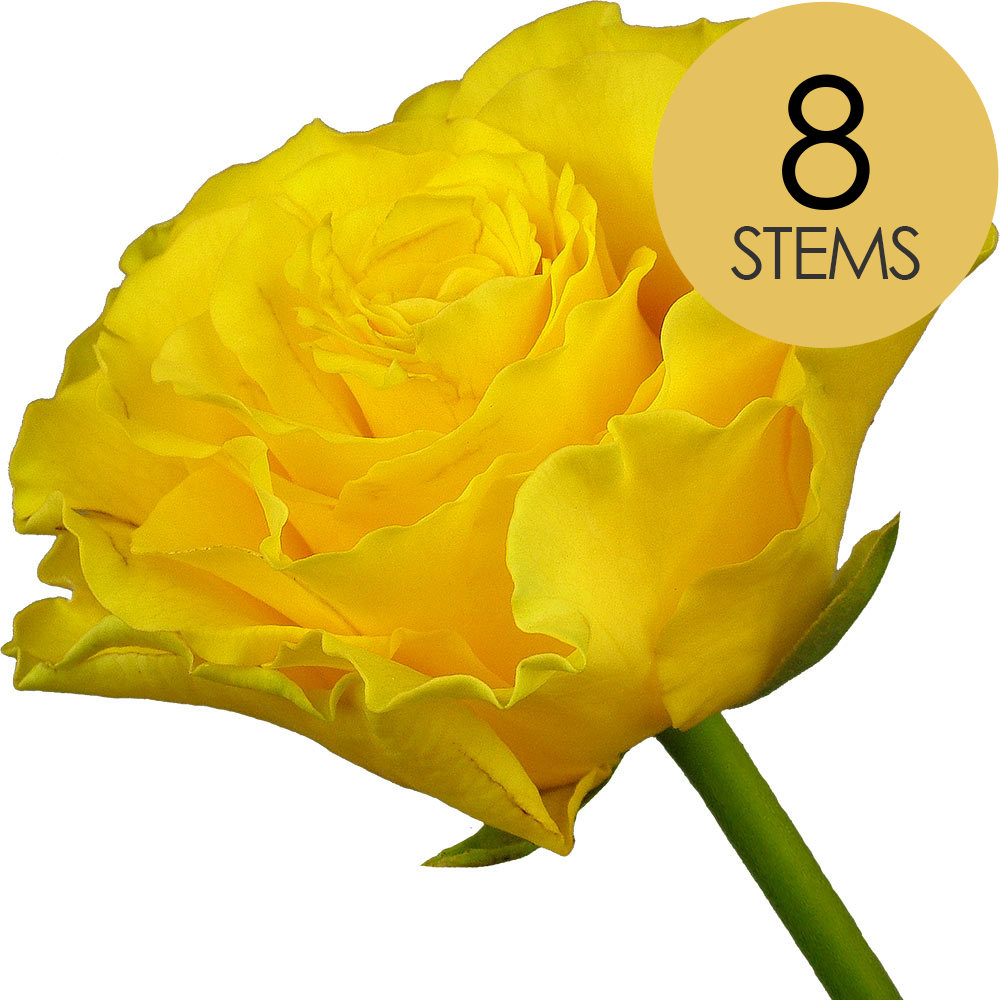 Eight Yellow Roses Bouquet of 8 Roses - Chosen by colour, Delivered by Interrose