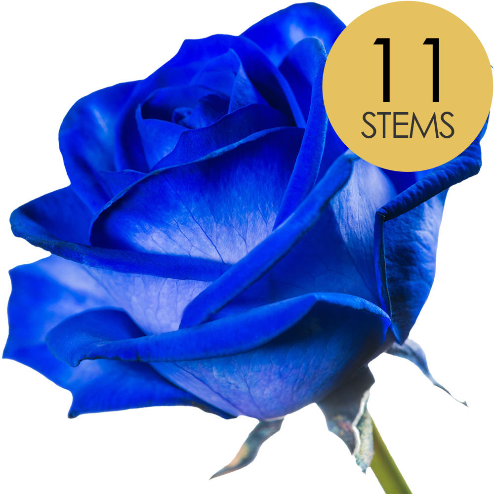 11 Blue Roses