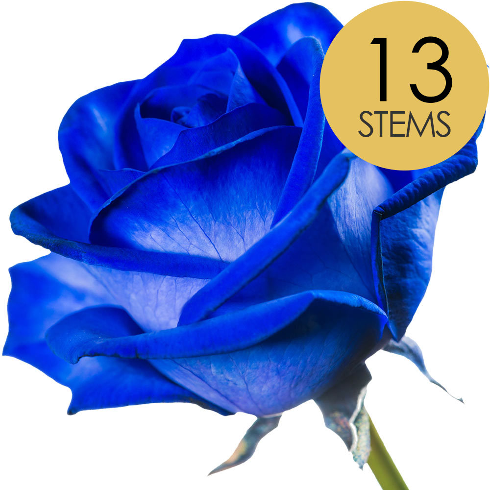 13 Blue (Dyed) Roses