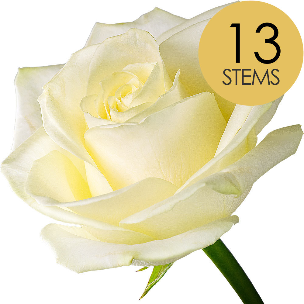 13 White Roses