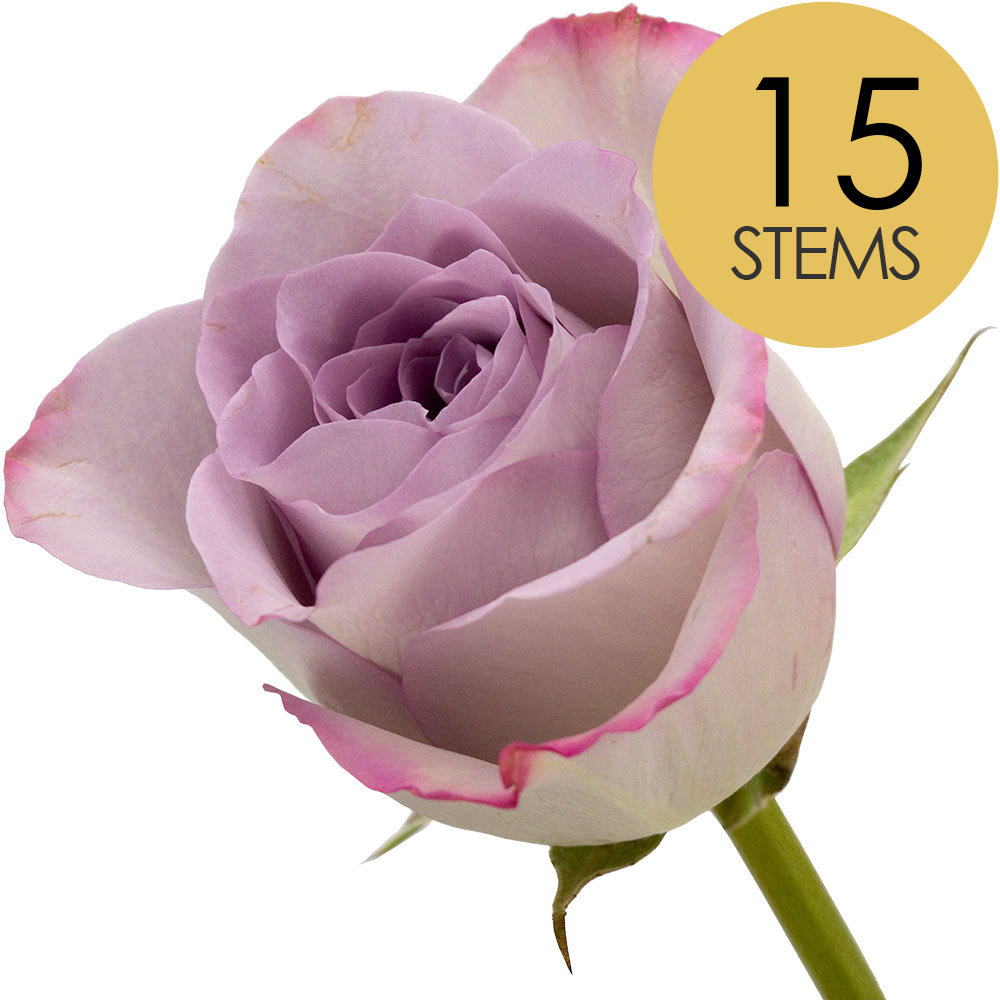 15 Lilac Roses