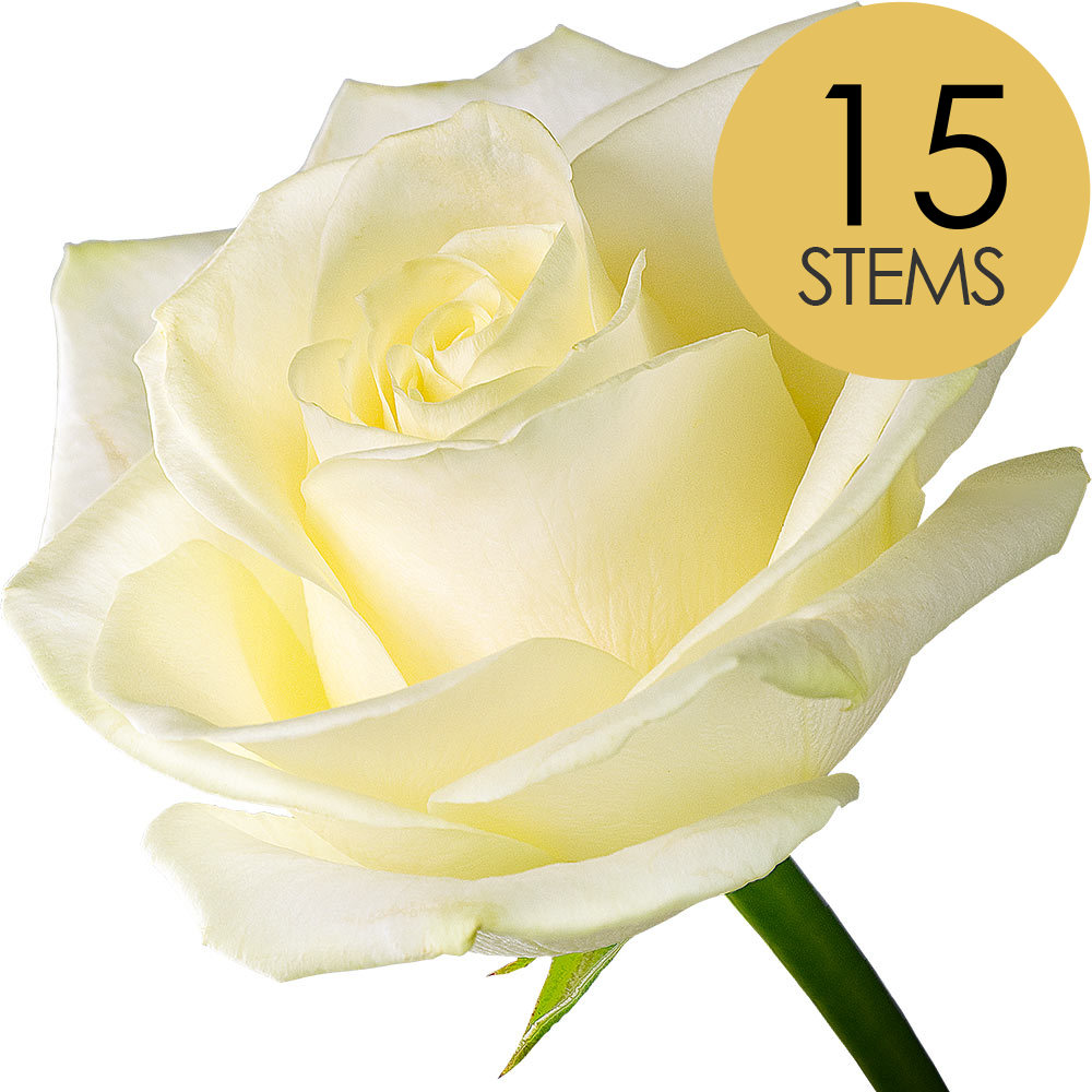 15 White (Avalanche) Roses