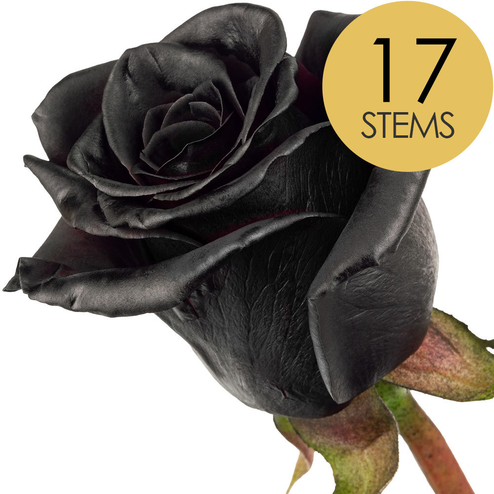 17 Black (Painted) Roses