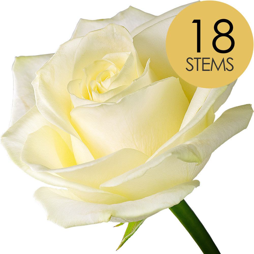 18 White (Avalanche) Roses
