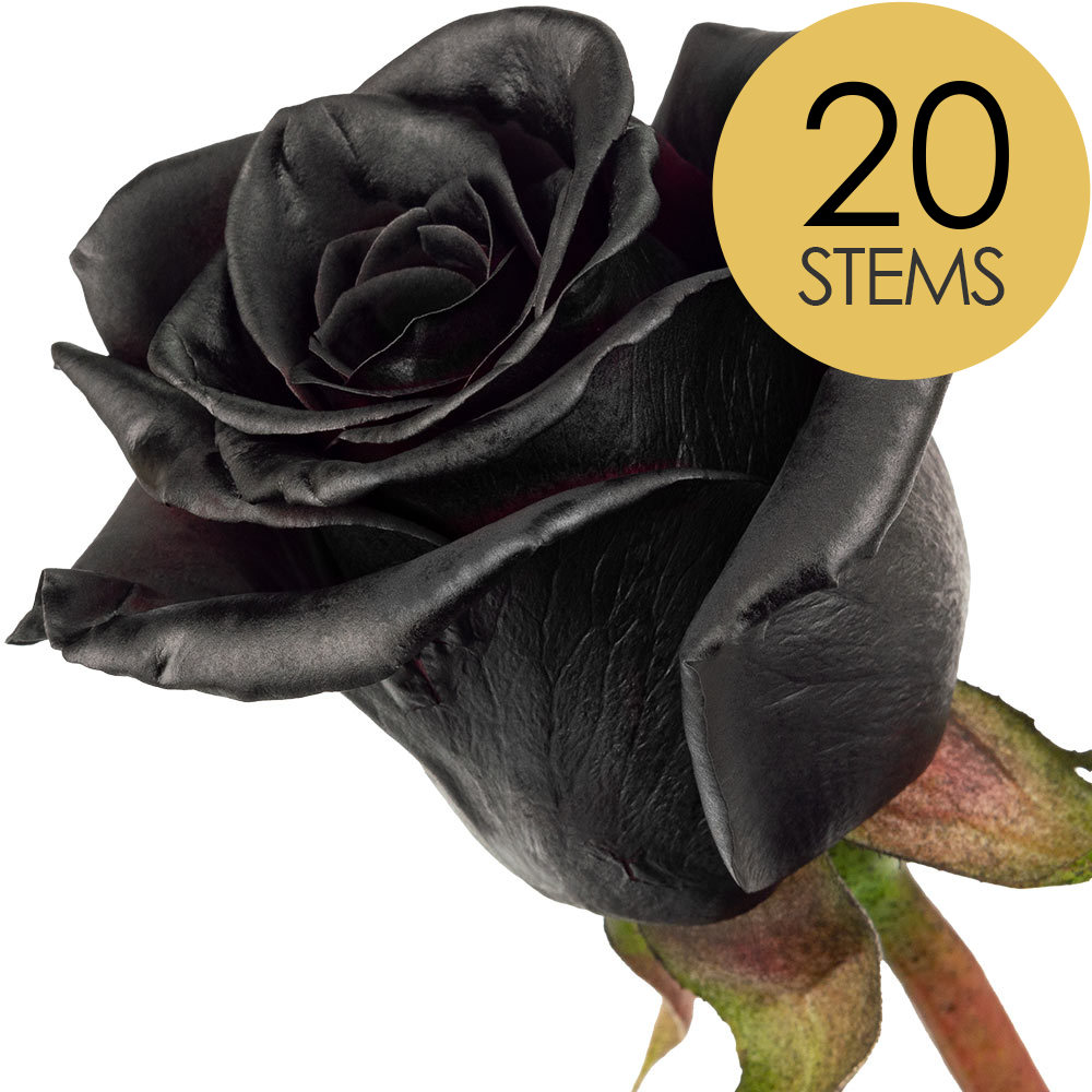 20 Black (Painted) Roses