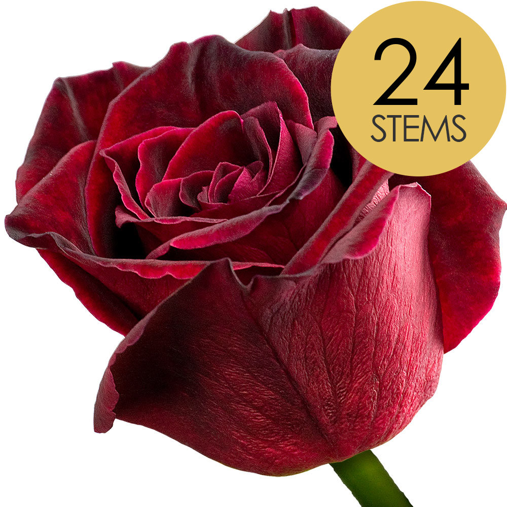 24 Black Baccara Roses