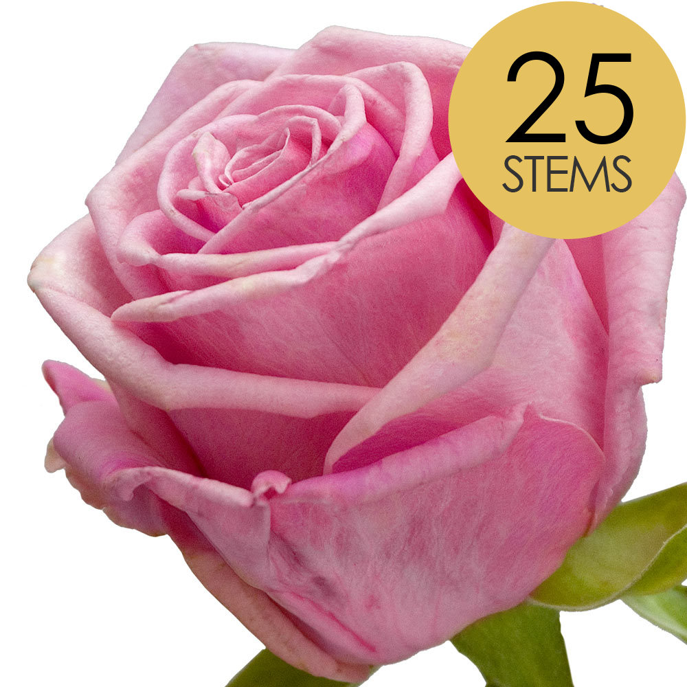 25 Pink Roses