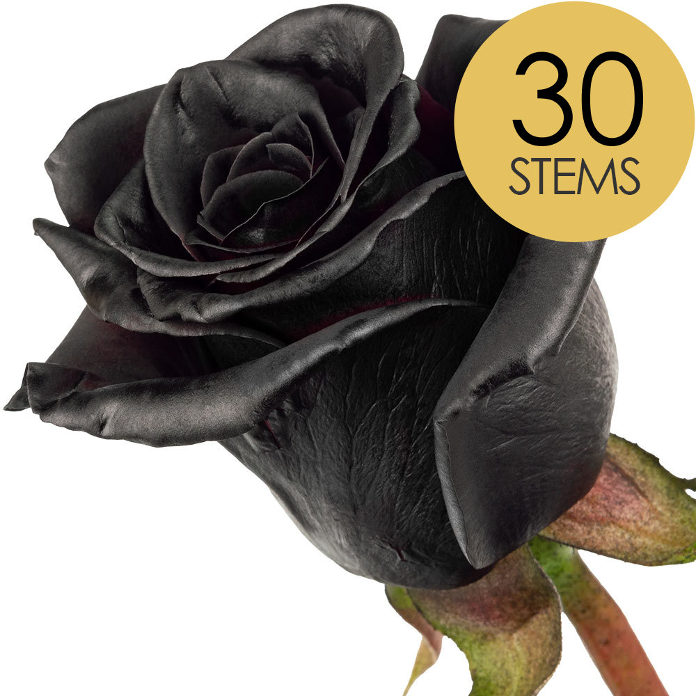 30 Black (Painted) Roses