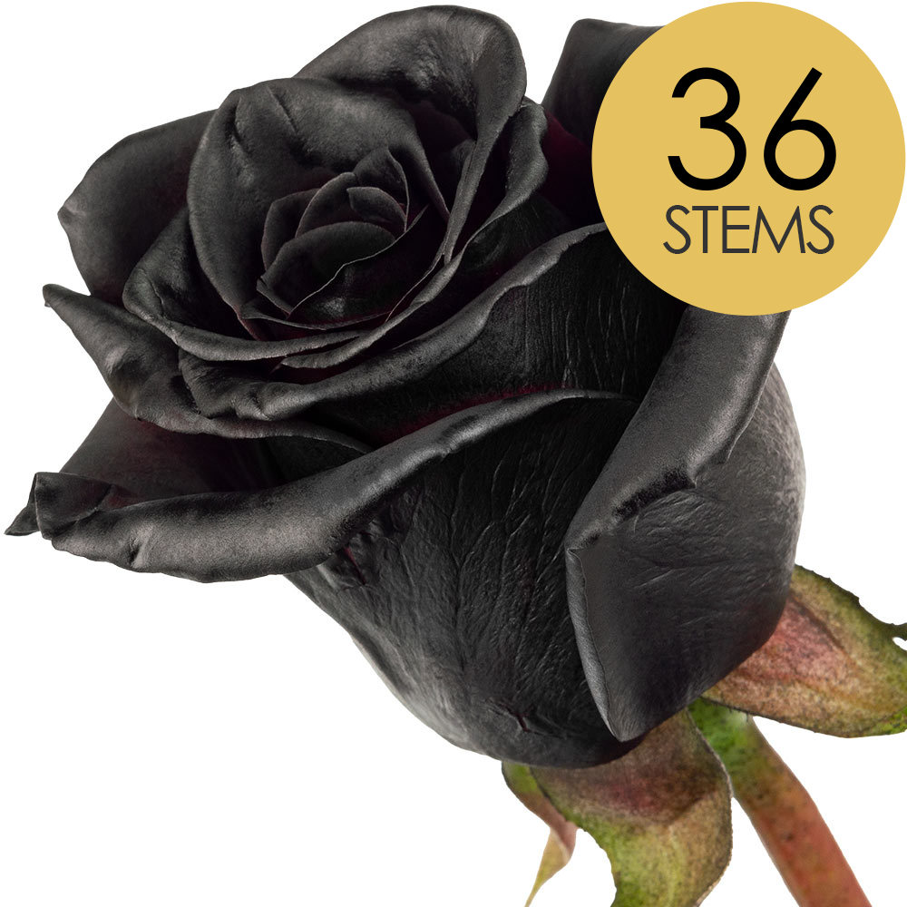 36 Black (Painted) Roses