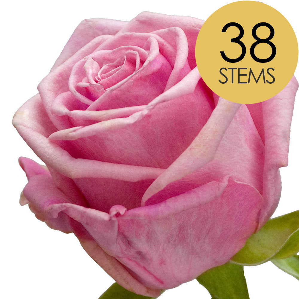 38 Pink Roses