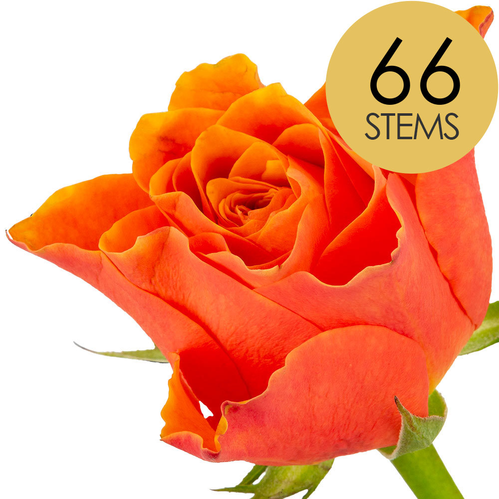 66 Orange Roses