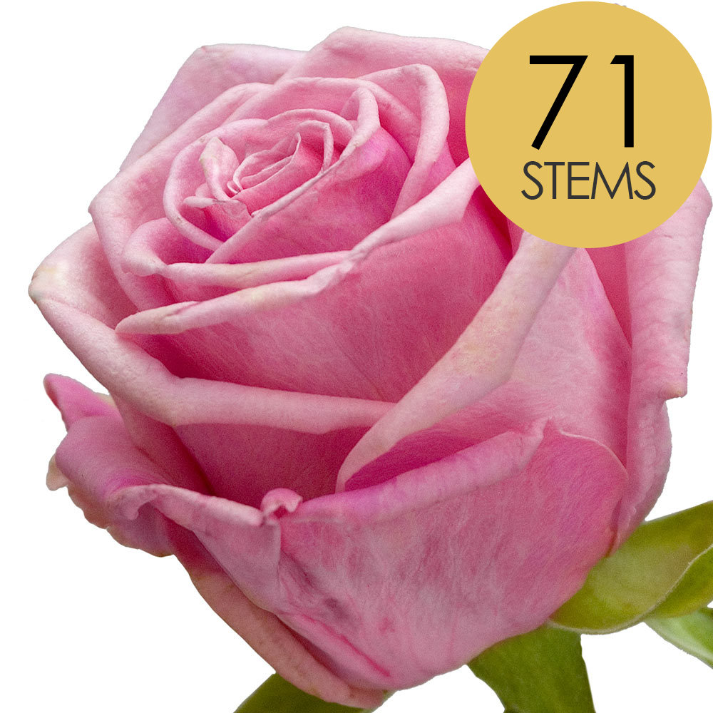 71 Pink Roses