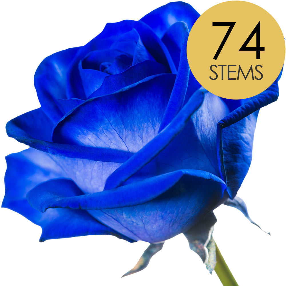 74 Blue Roses