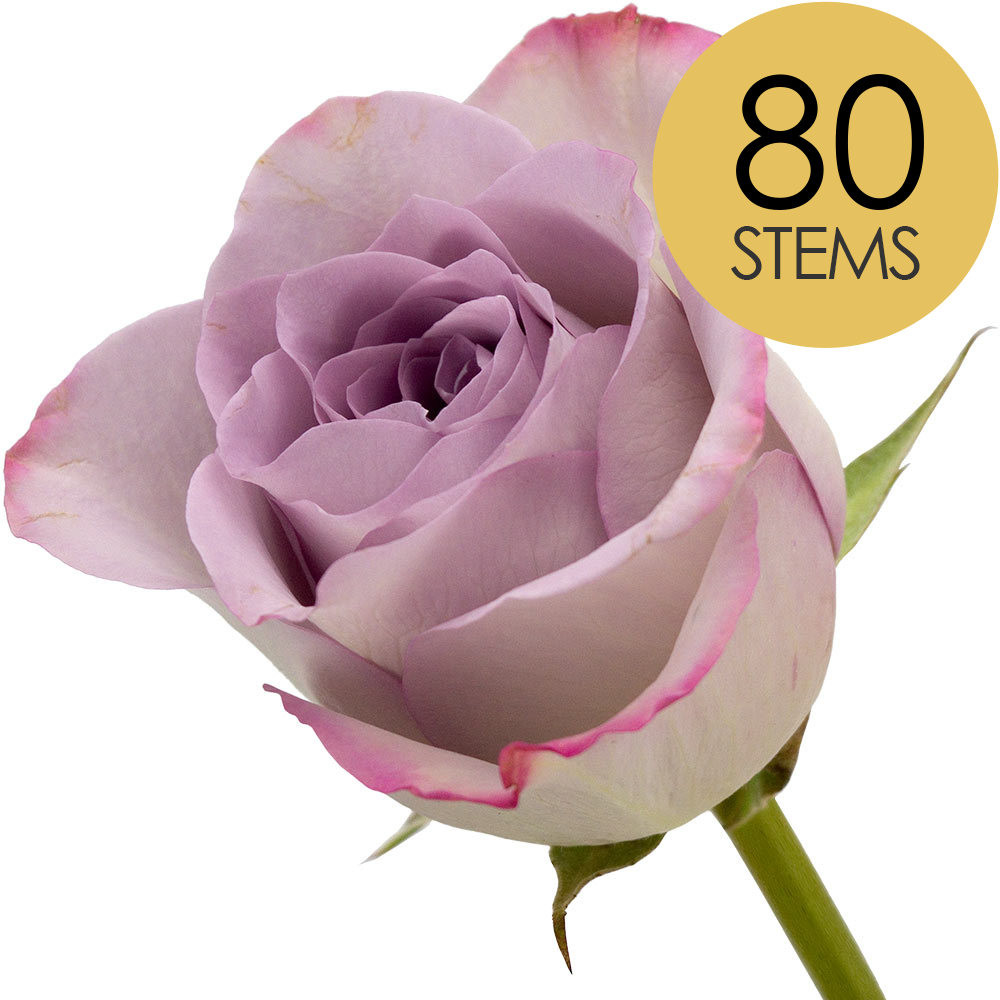 80 Lilac Roses