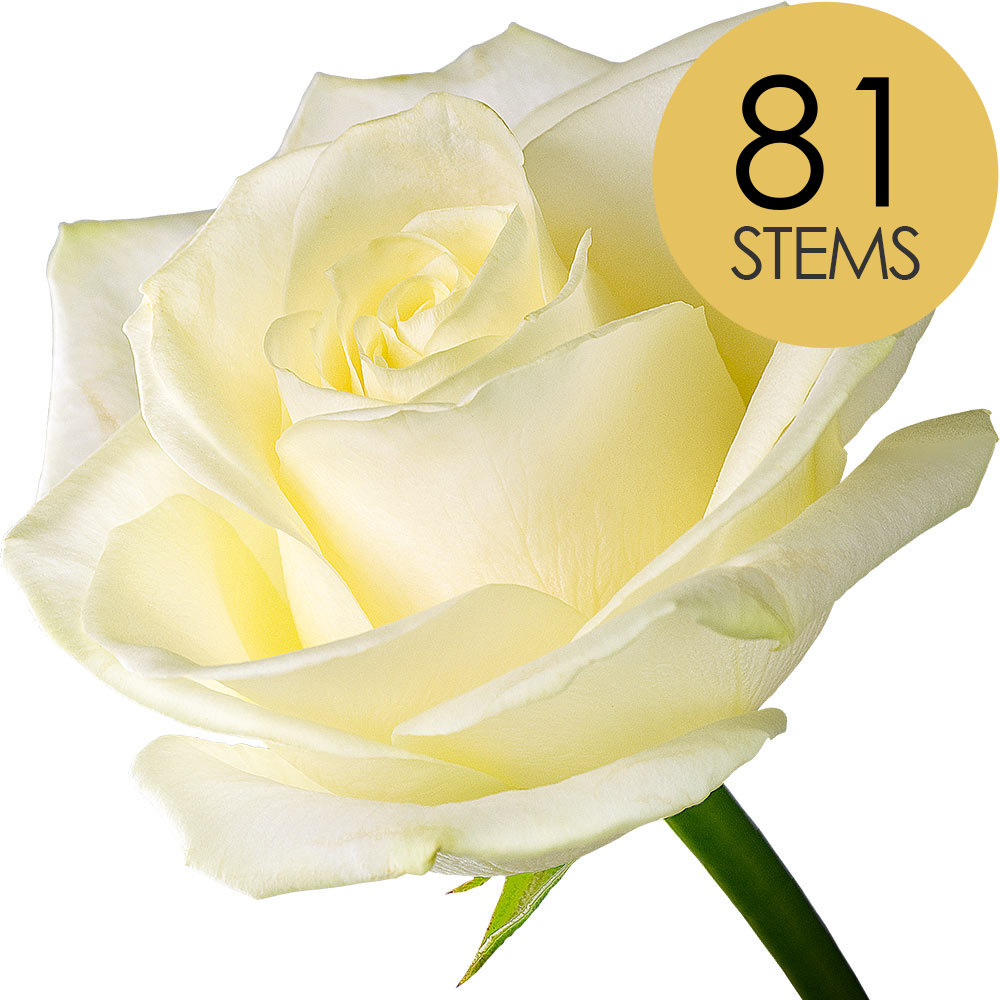 81 White Roses