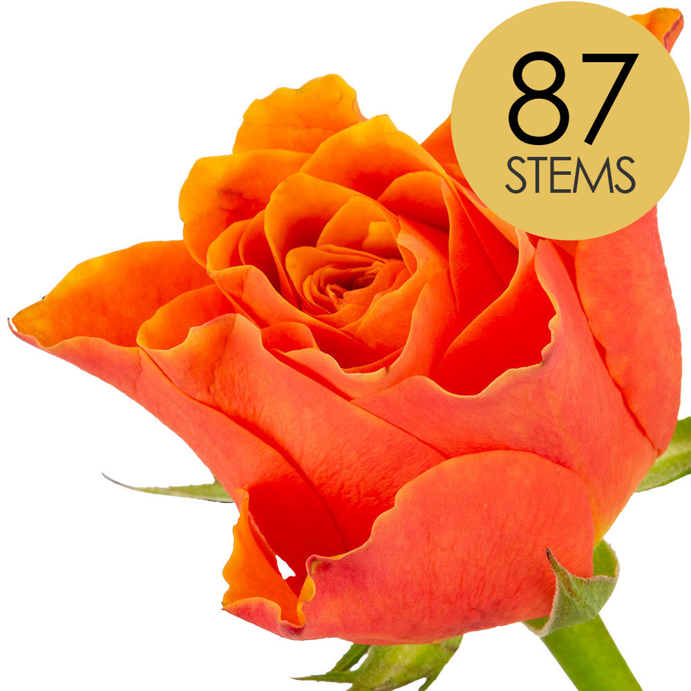 87 Orange Roses