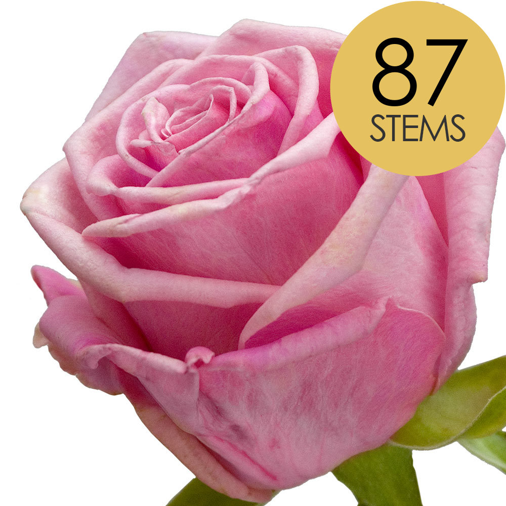 87 Pink Roses