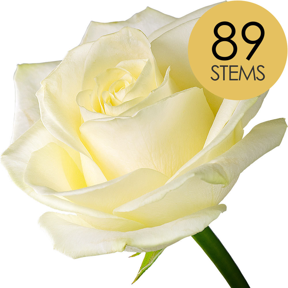 89 White Roses