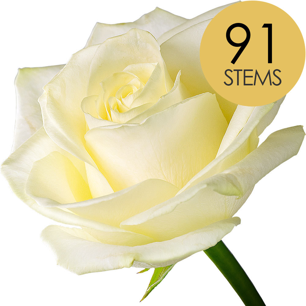 91 White (Avalanche) Roses