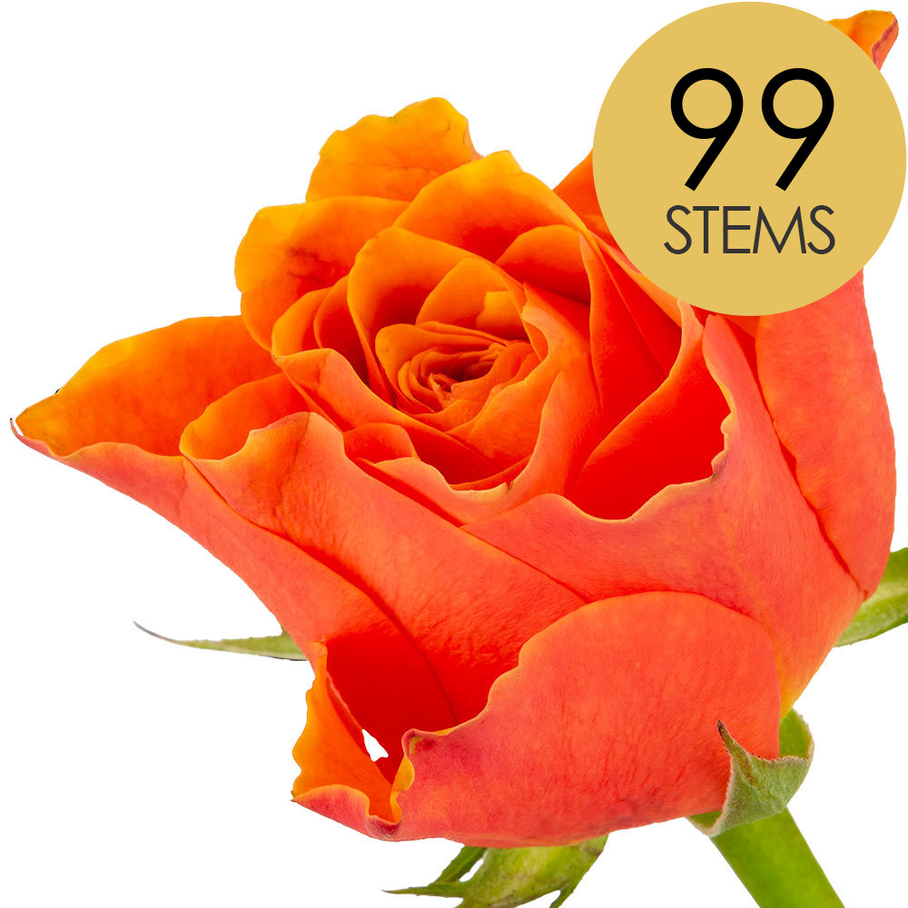 99 Orange Roses