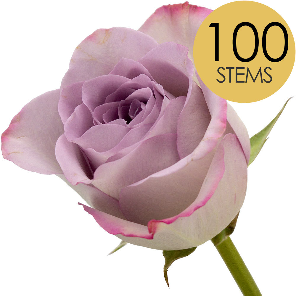 100 Lilac Roses