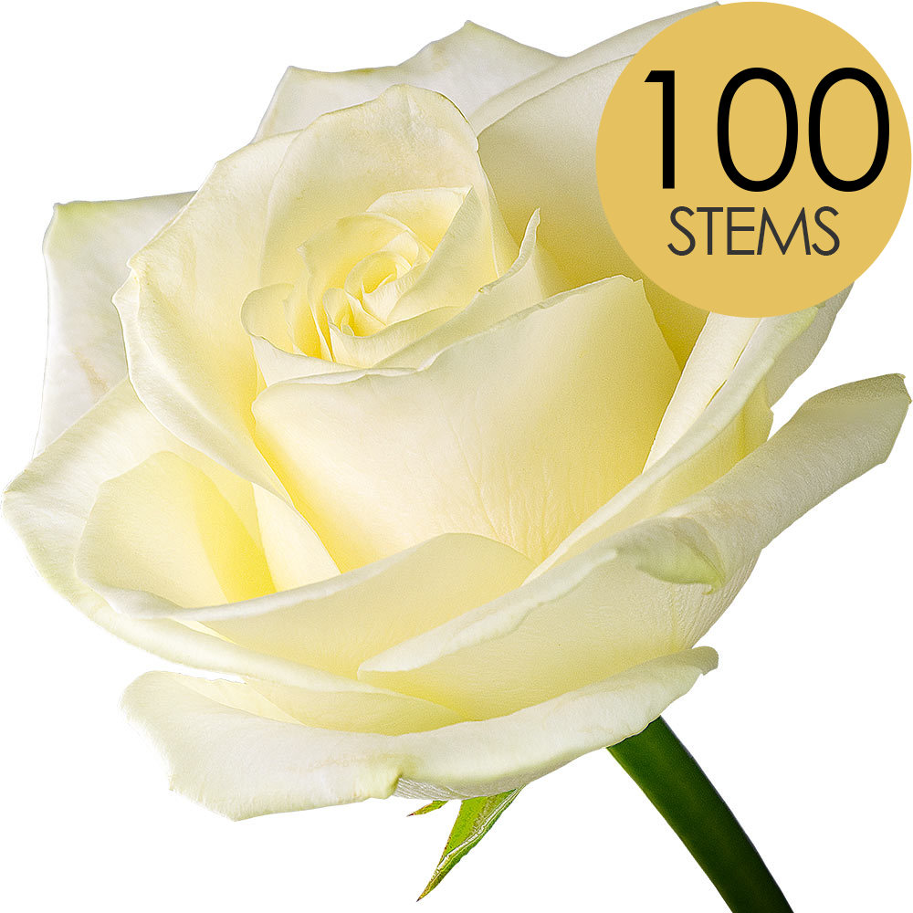 100 White (Avalanche) Roses