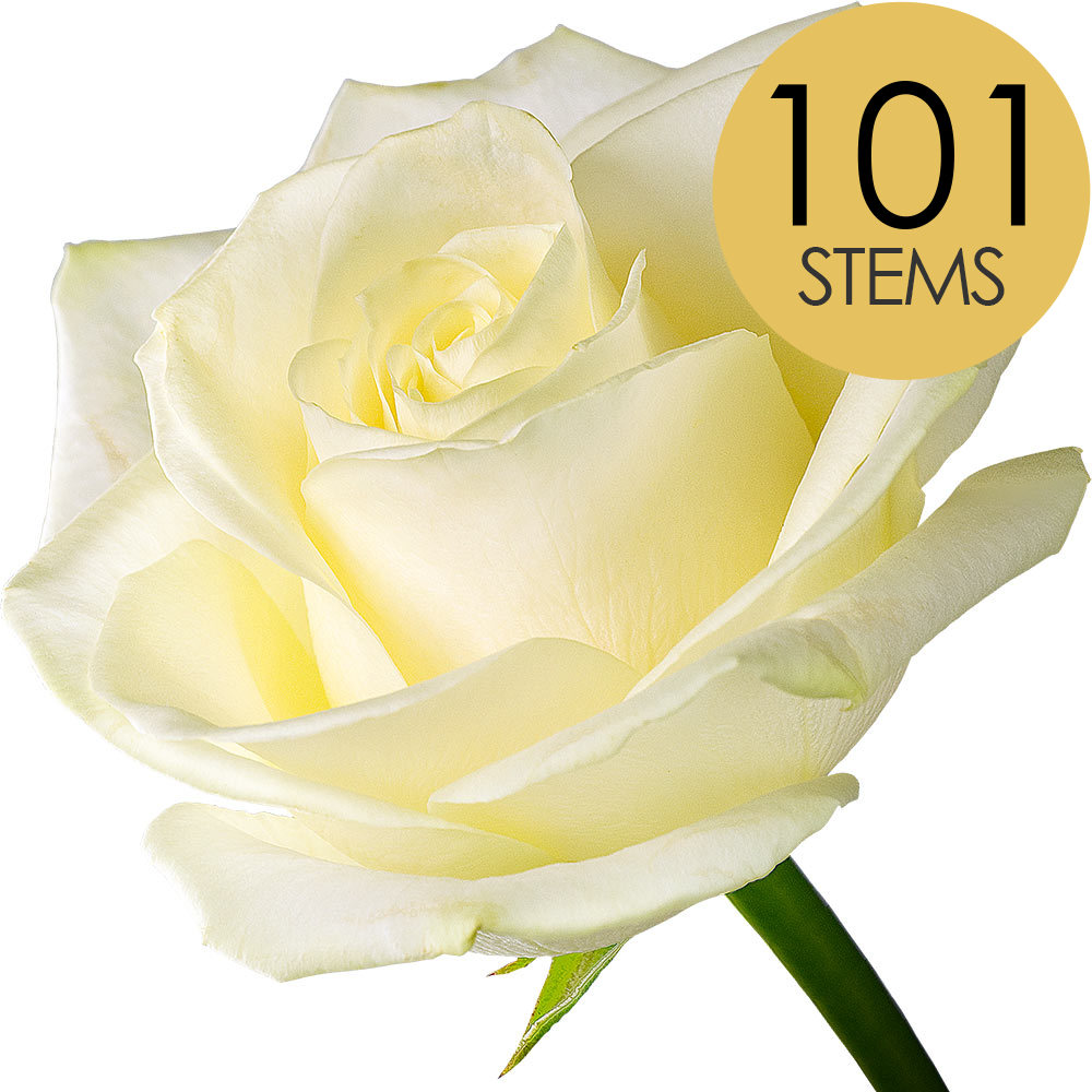 101 White (Avalanche) Roses