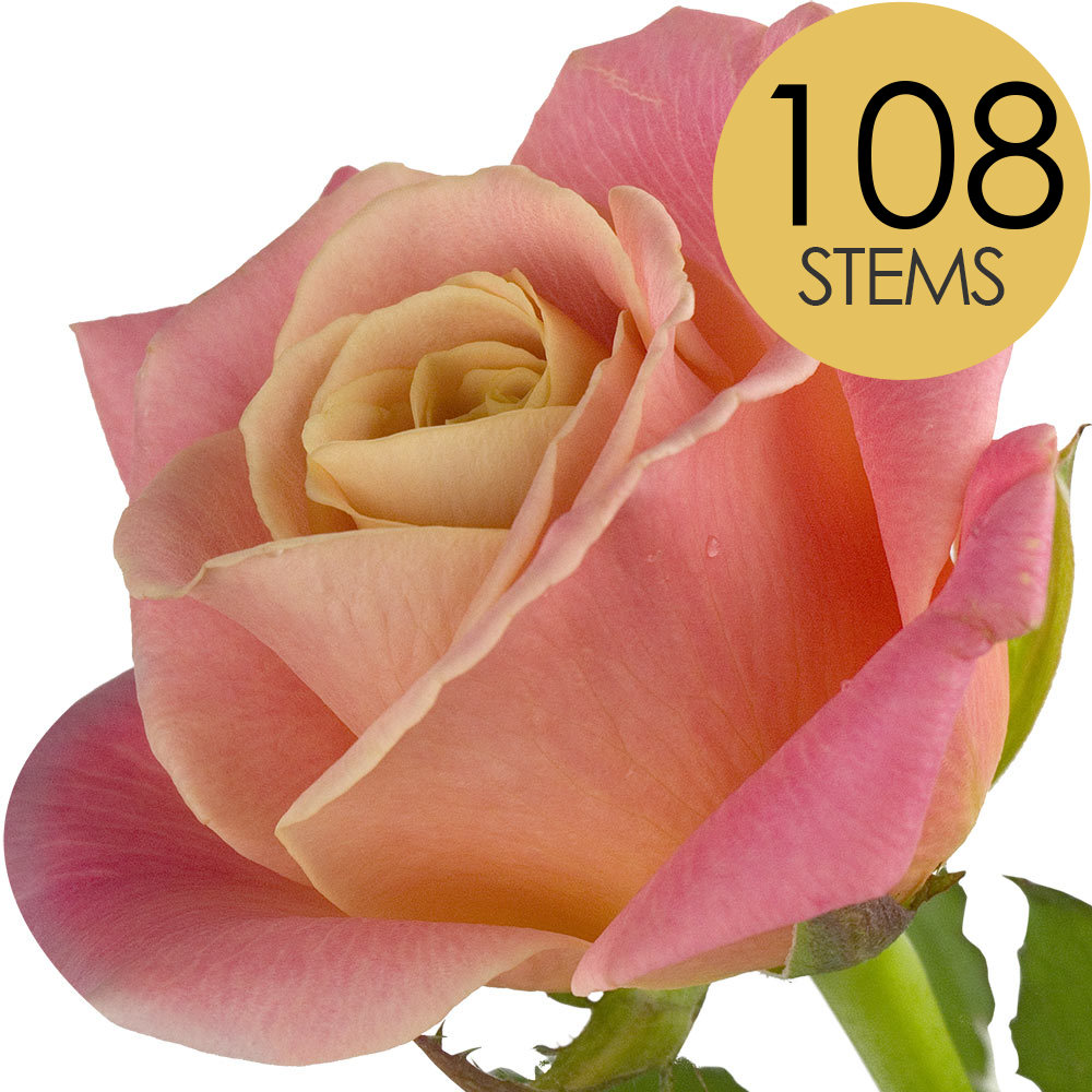 108 Peach Roses