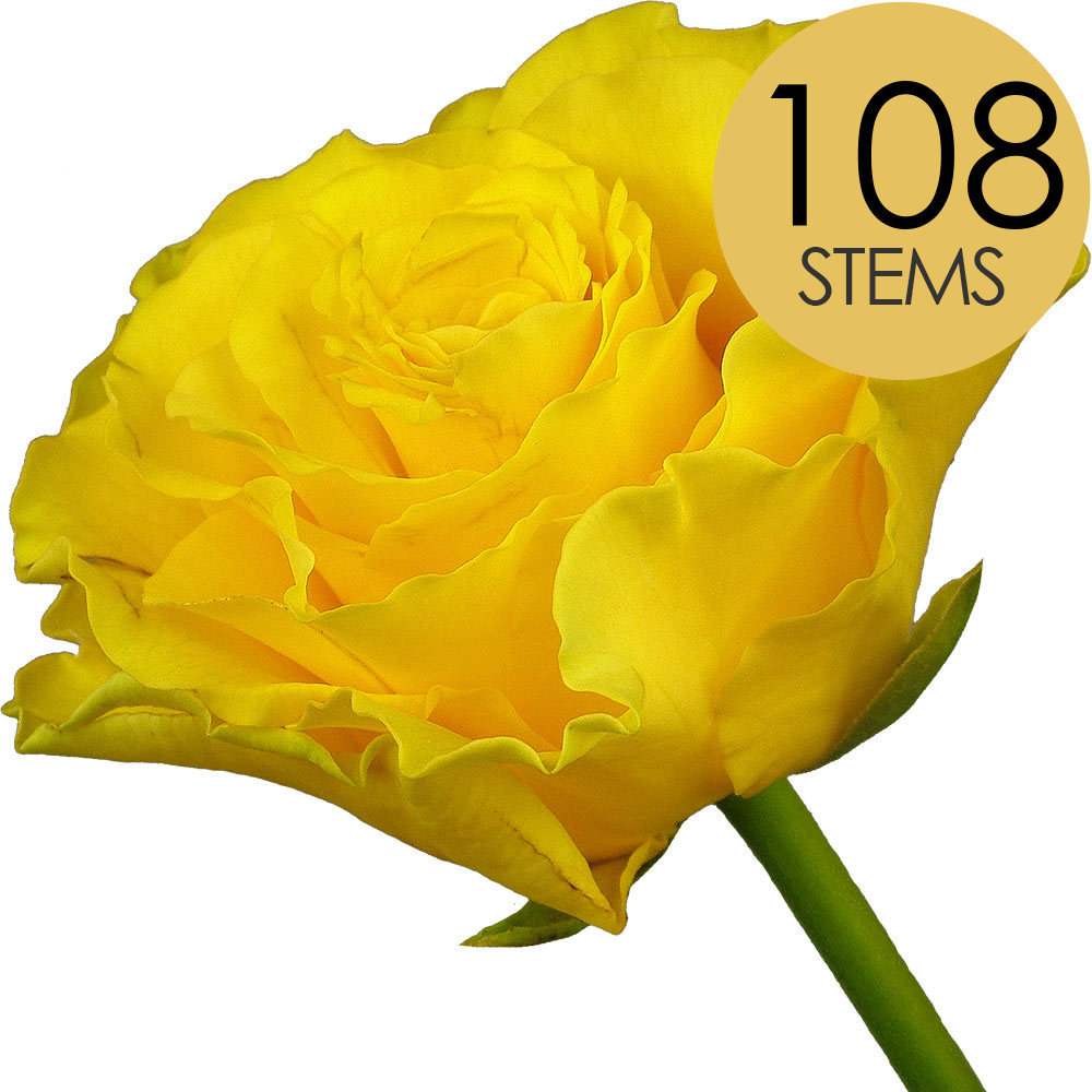 108 Yellow Roses