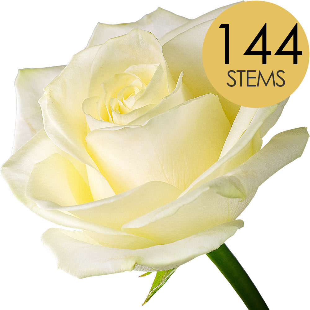 144 Bulk White Roses
