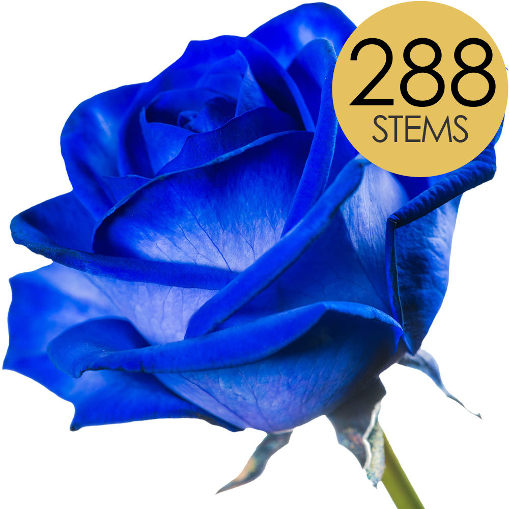 288 Bulk Blue Roses