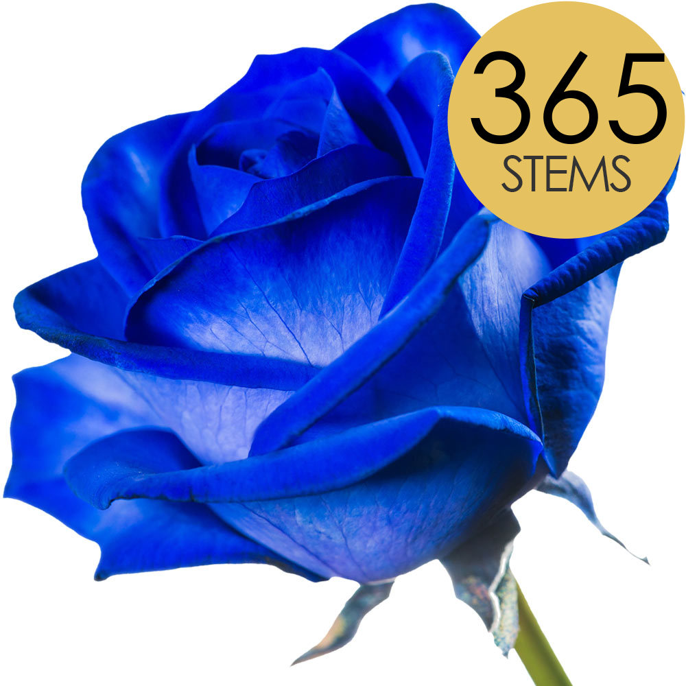 365 Bulk Blue Roses