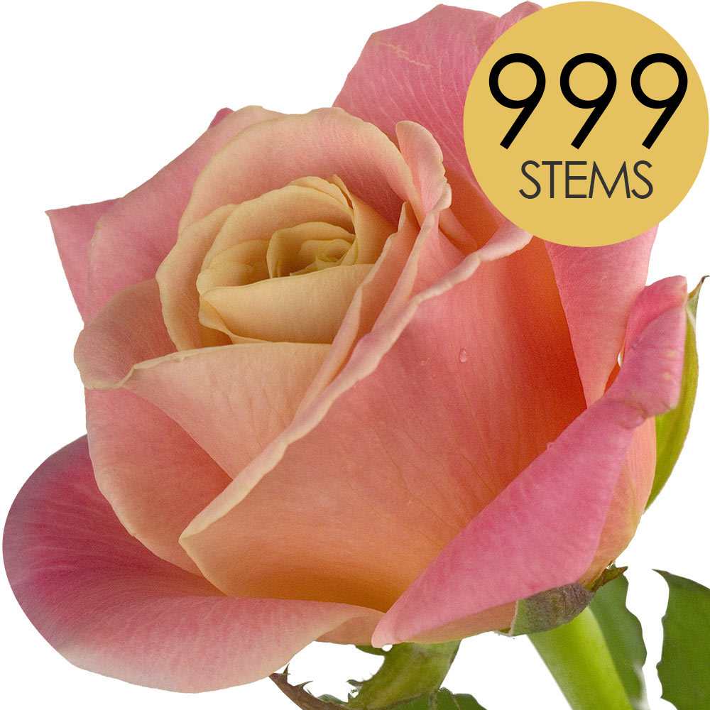 999 Bulk Peach Roses