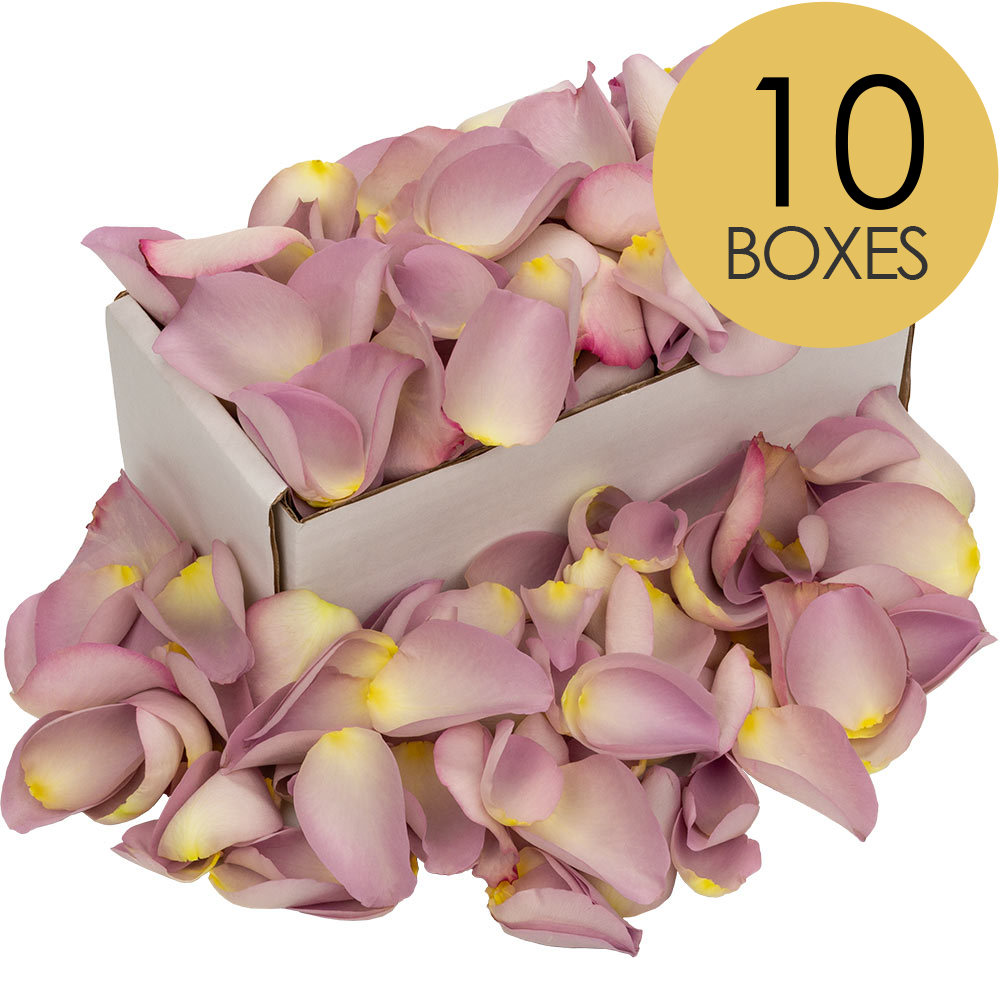 10 Boxes of Lilac Rose Petals