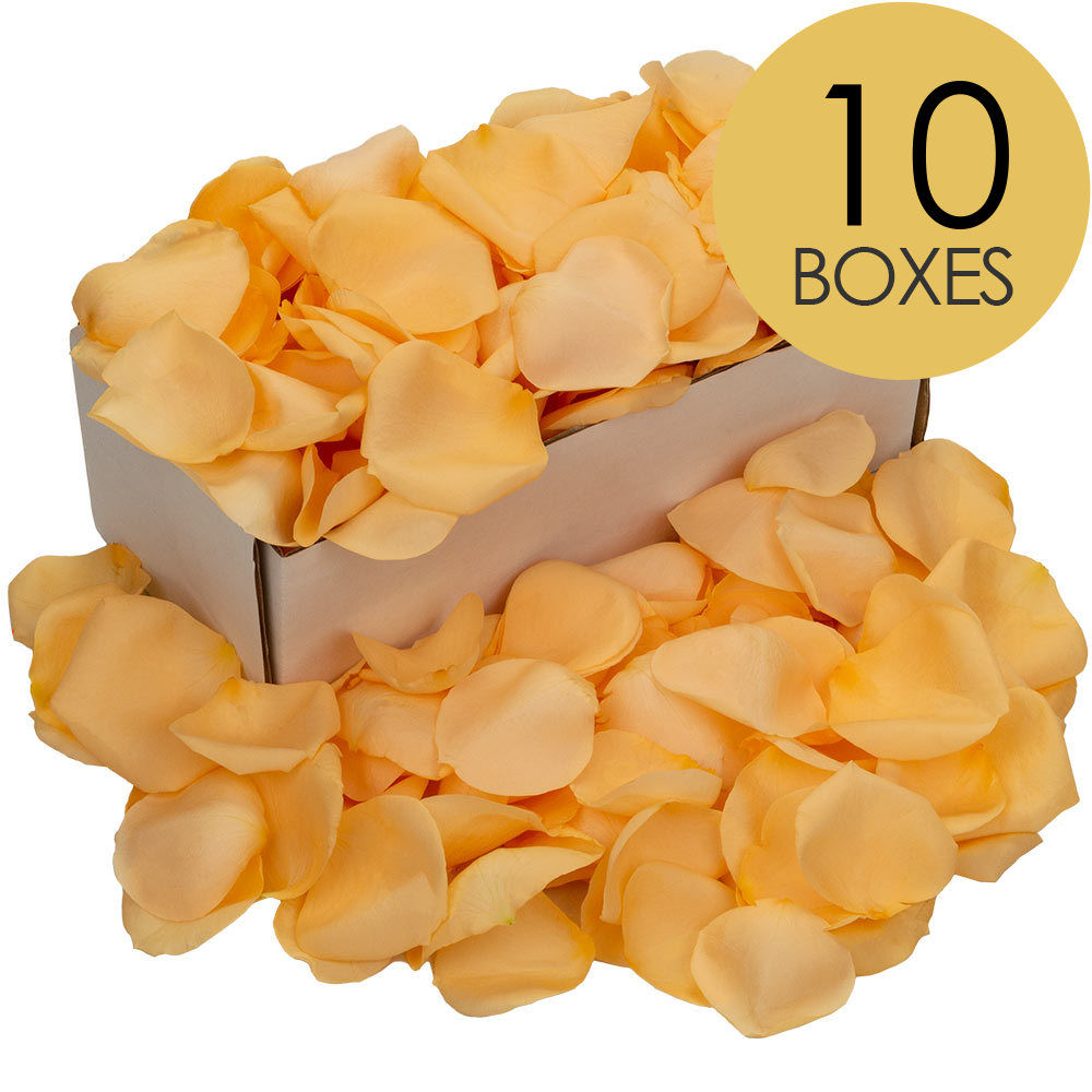10 Boxes of Peach Rose Petals