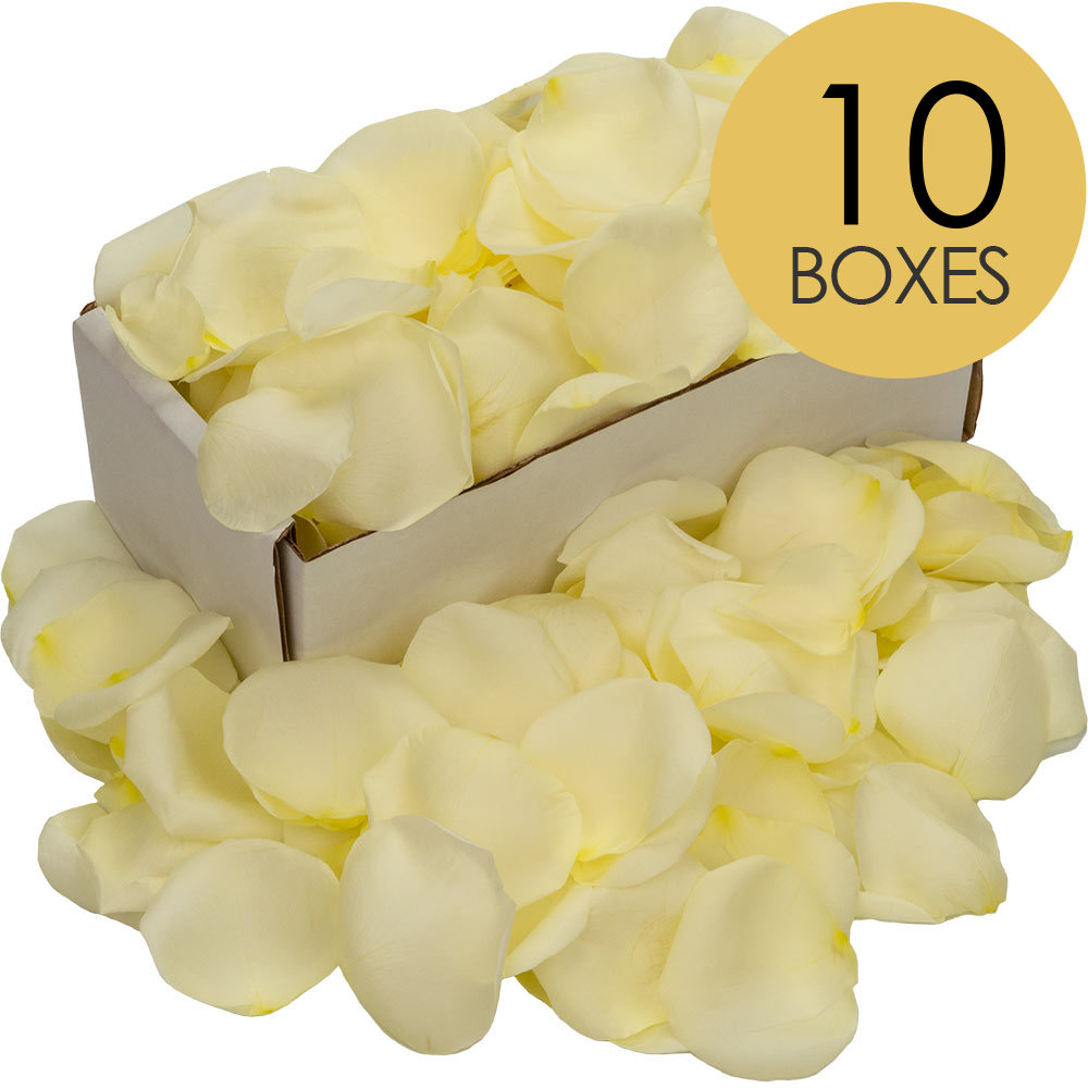 10 Boxes of White (Avalanche) Rose Petals