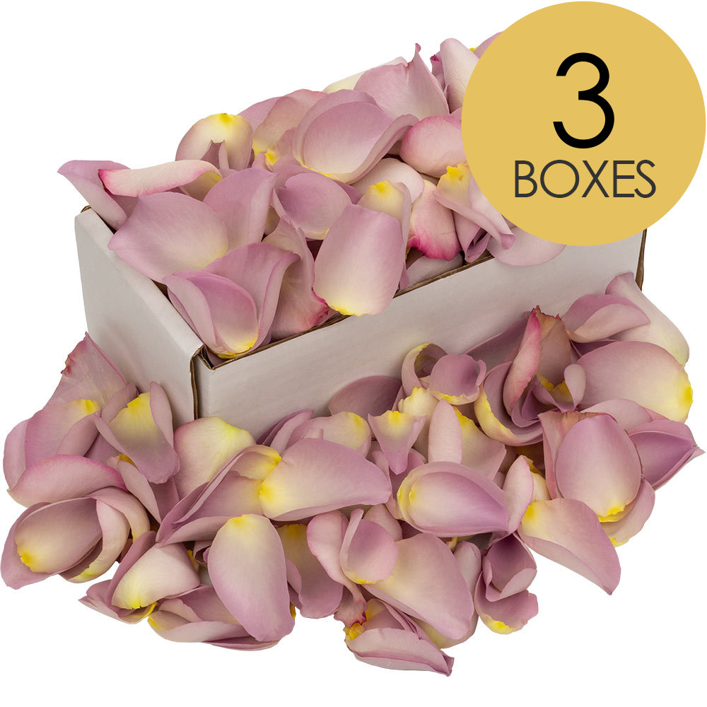 3 Boxes of Lilac Rose Petals