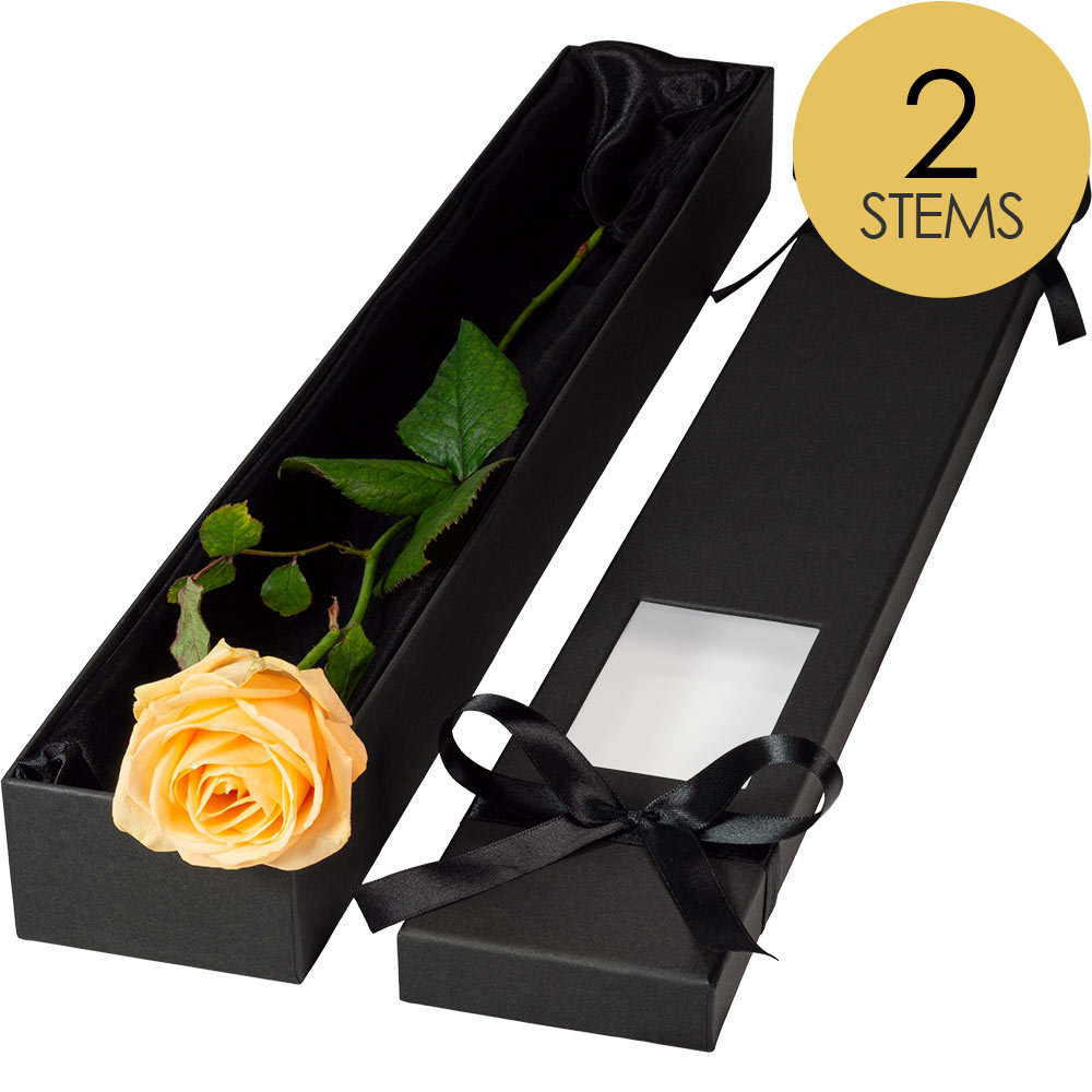 2 Extra Long Luxury Peach Roses