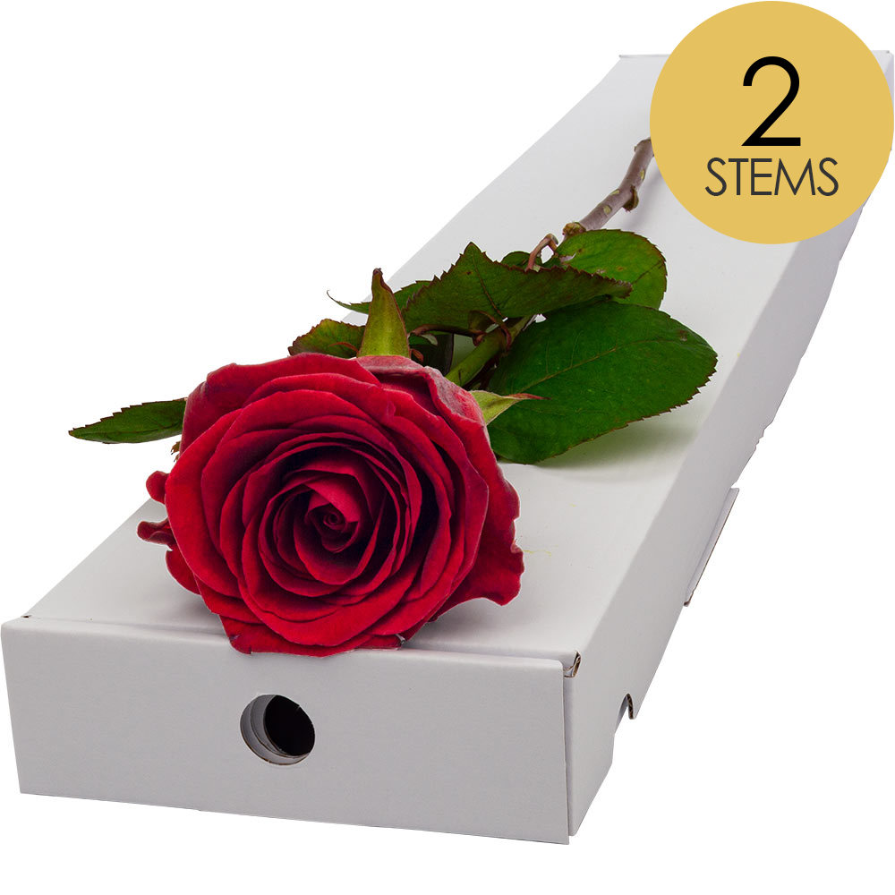 2 Letterbox Red Roses