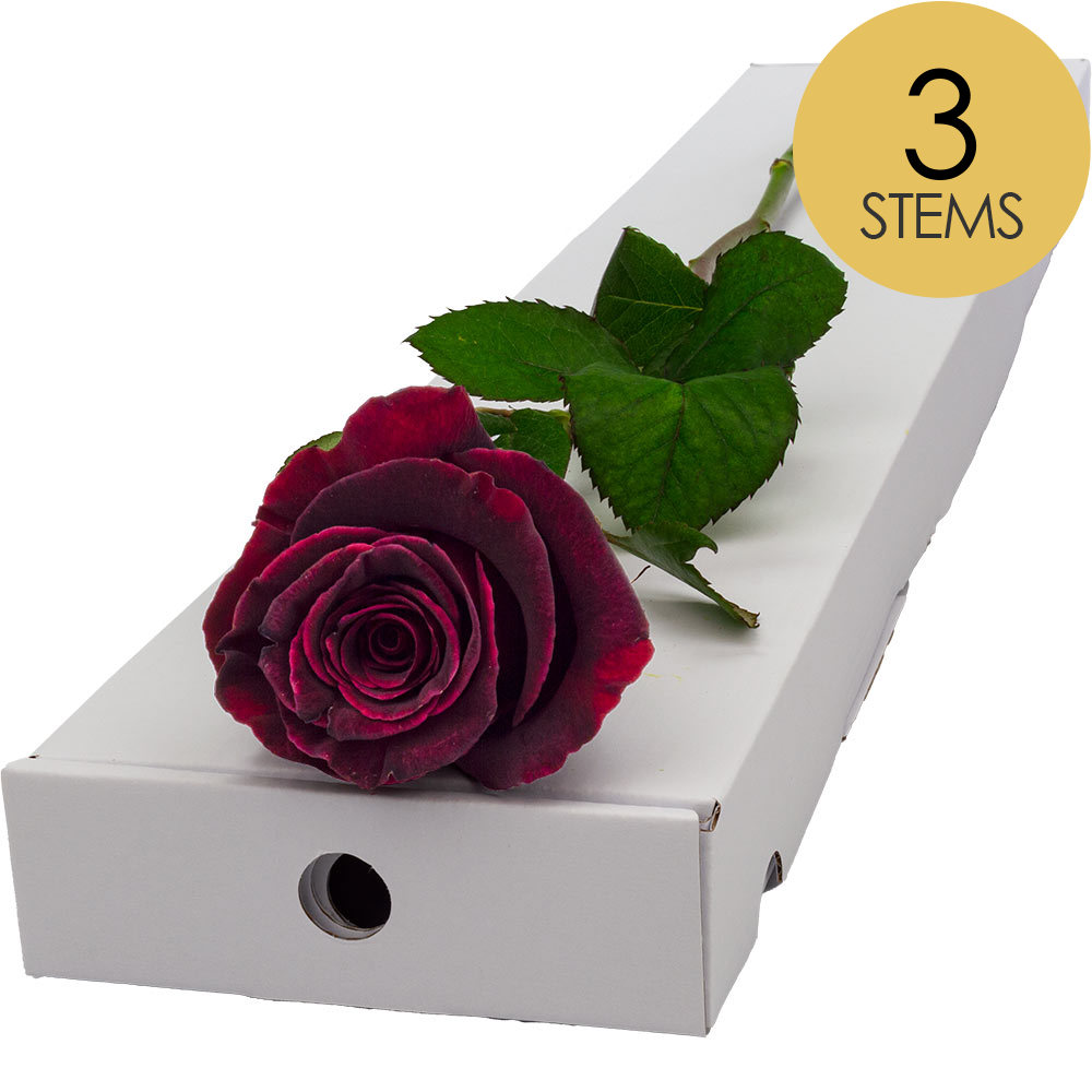 3 Letterbox Black Baccara Roses