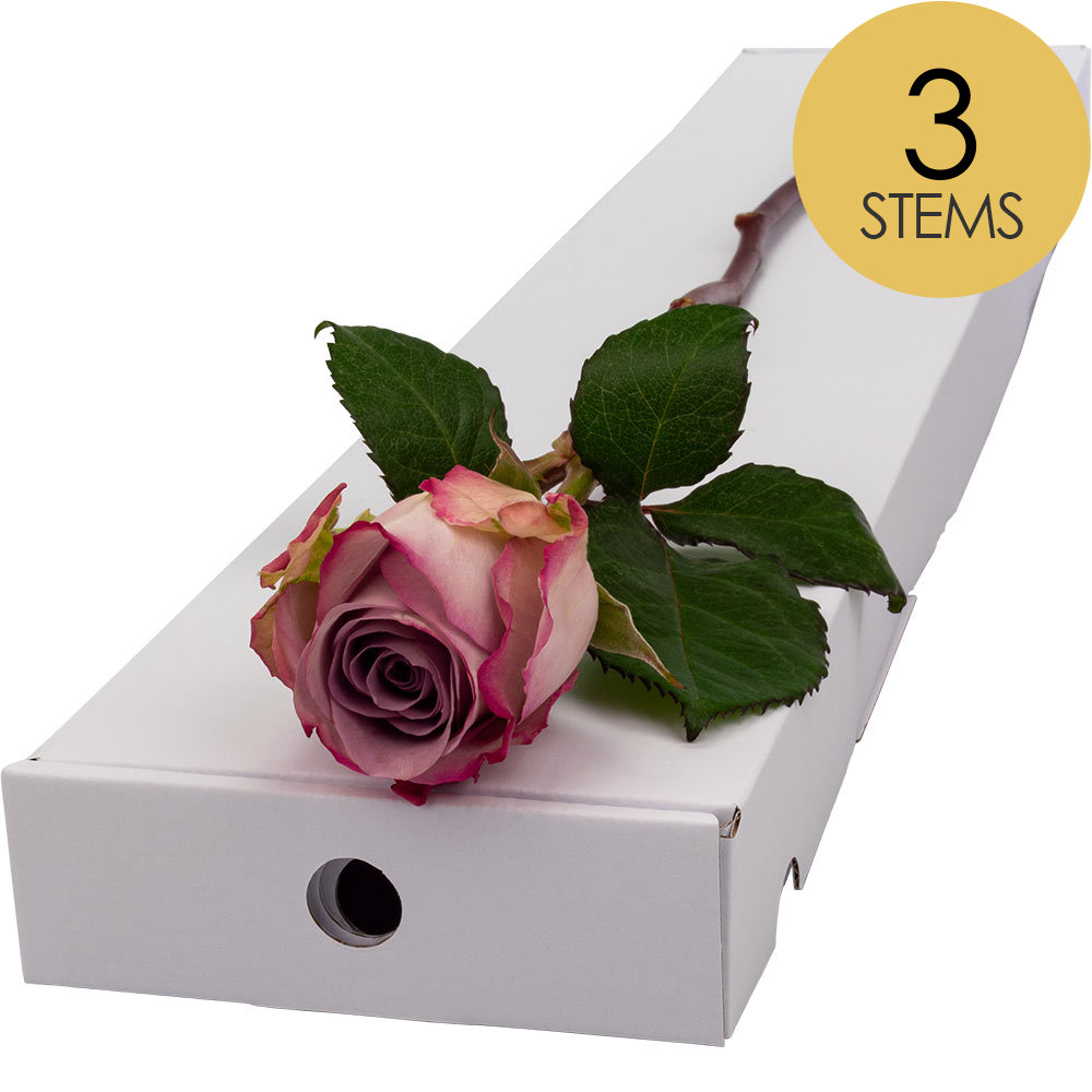 3 Letterbox Lilac Roses