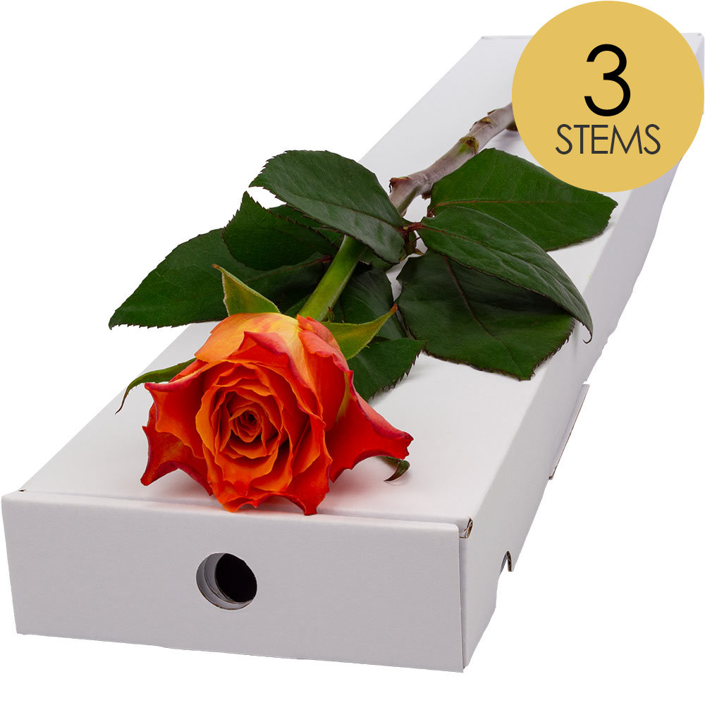 3 Letterbox Orange Roses