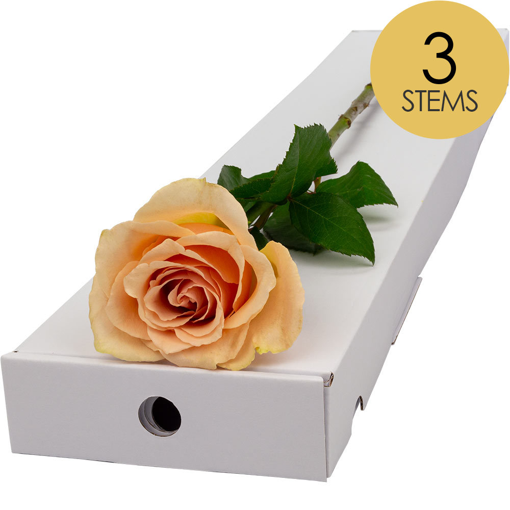 3 Letterbox Peach Roses